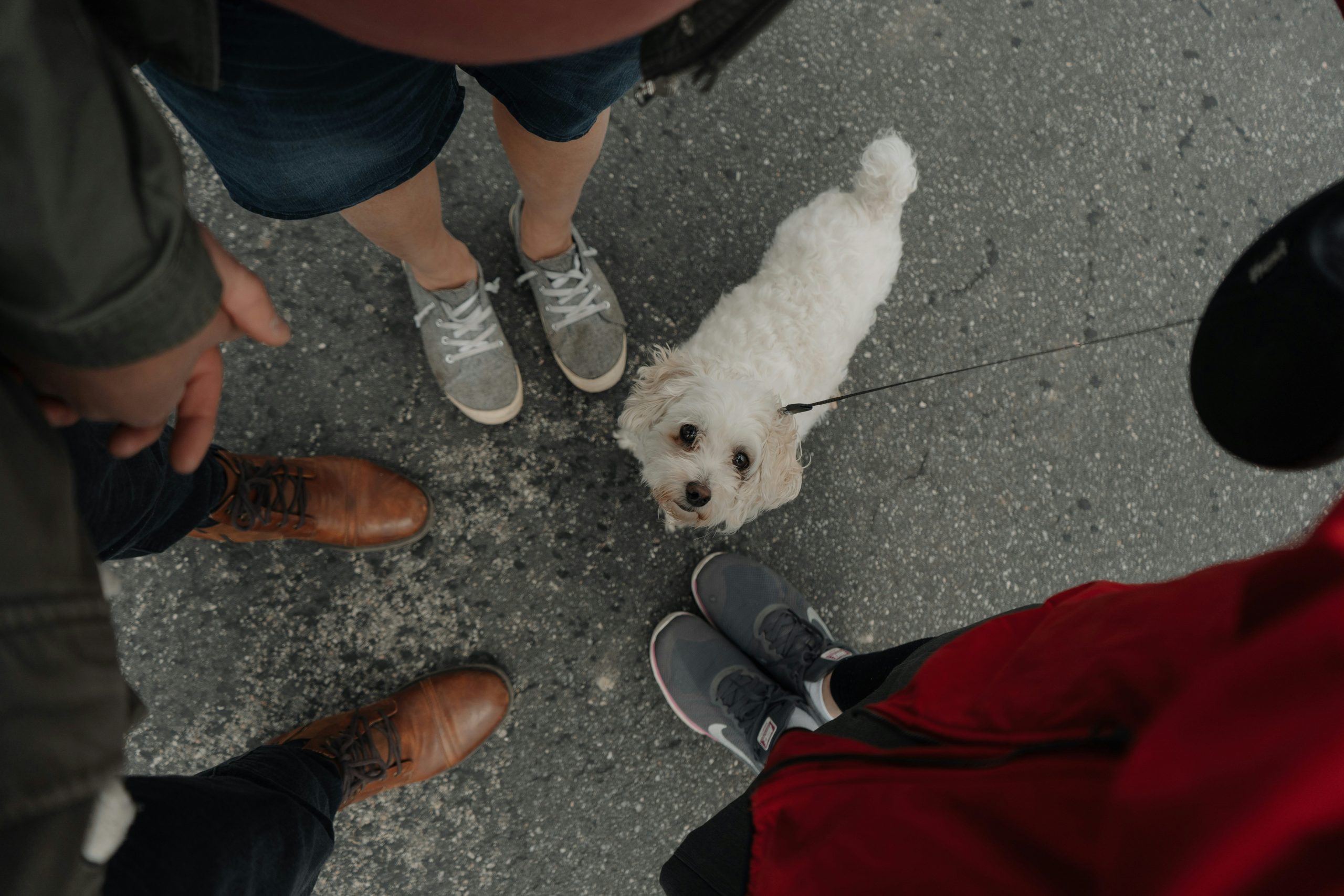 honden dieren verzorging honden verzorgen vrijwilligerswerk met honden uitlaten