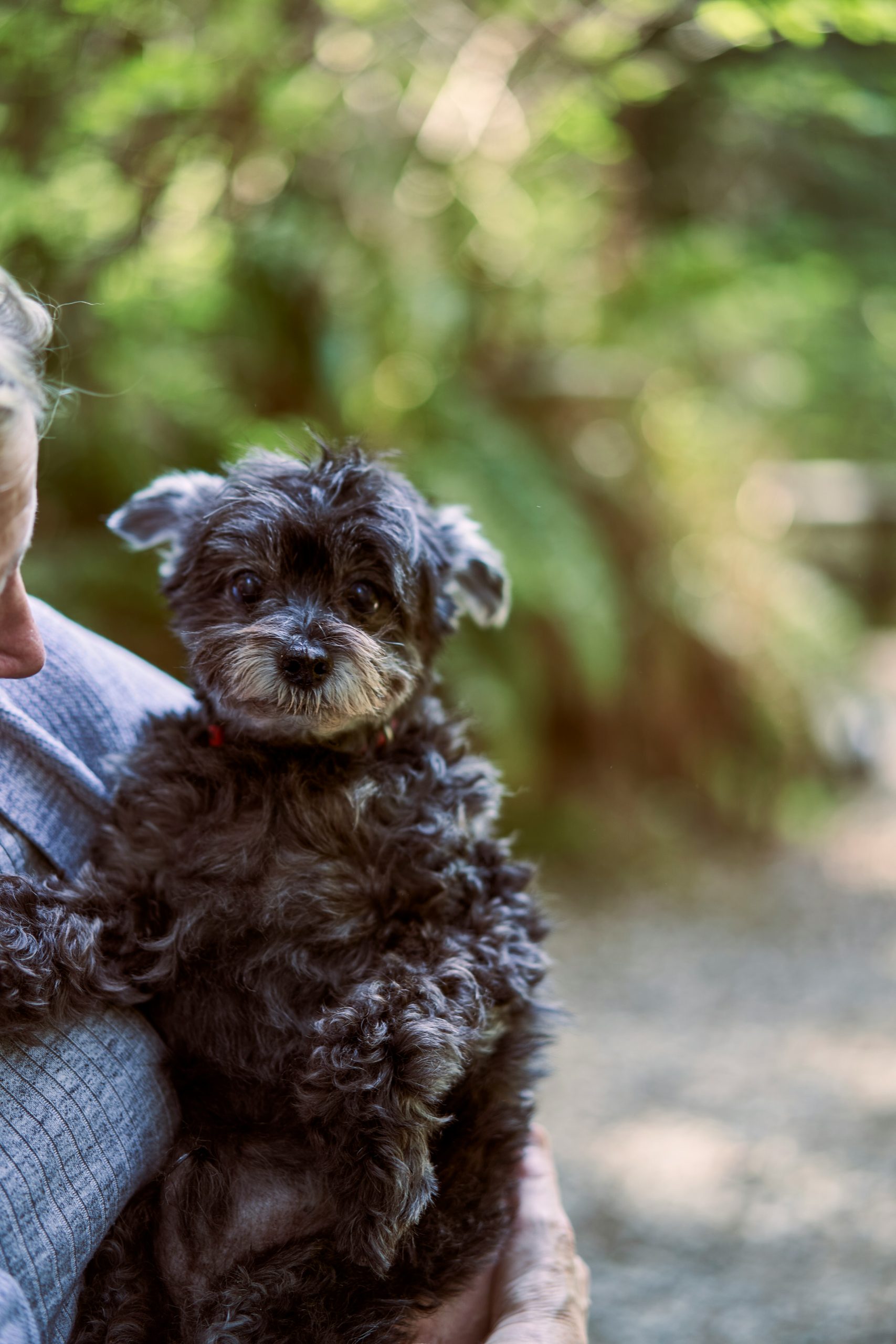 honden dieren verzorging klussen met dieren honden verzorgen vrijwilligerswerk met honden