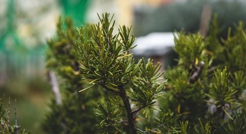verzorgen van planten op balkon