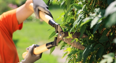 Help met snoeien en opruimen van een tuin in Alkmaar