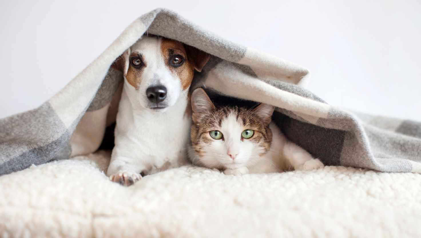 Baliemedewerker dierenambulance