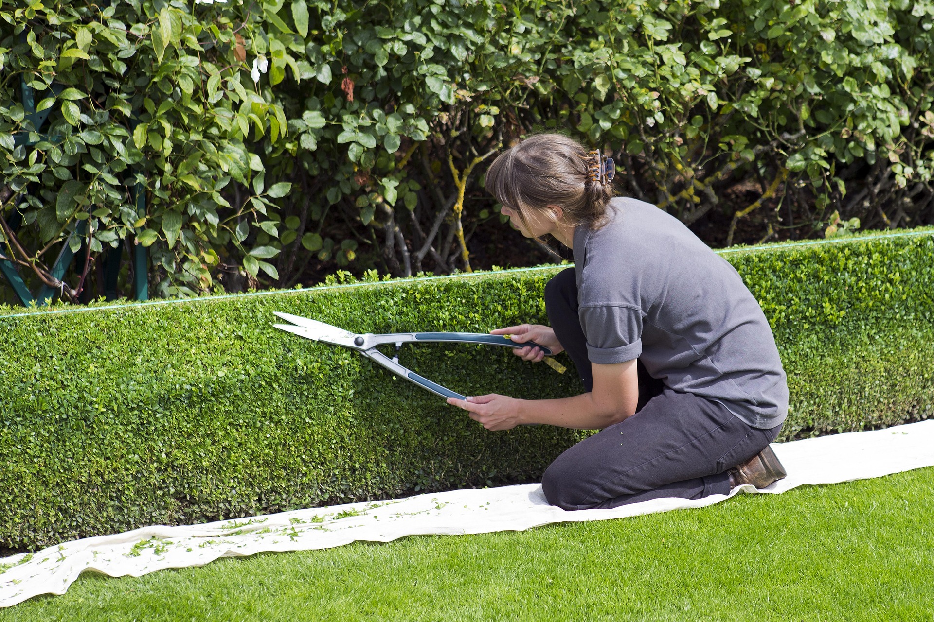 Vrijwilligerswerk, vrijwilliger tuin en buiten, heg knippen