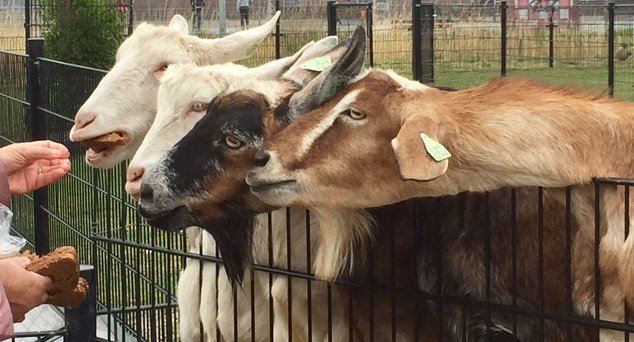 Word vrijwilliger bij de kinderboerderij