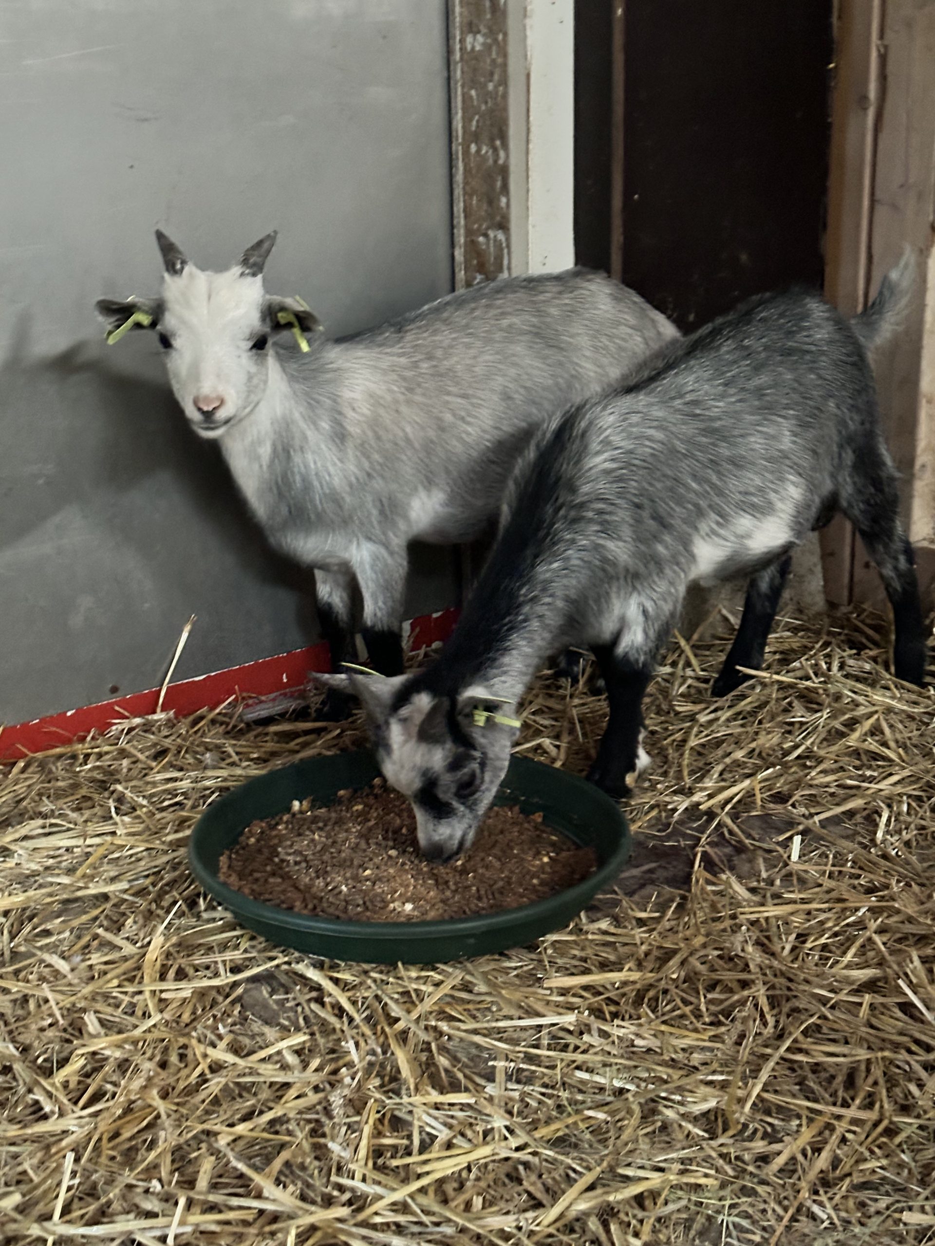 Dier verzorgen in de ochtend! WijkBoerderij Alkmaar